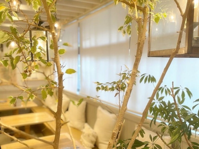 店内に配された緑が爽やかな明るい空間。開放的な雰囲気の中でお食事をお楽しみいただけます。