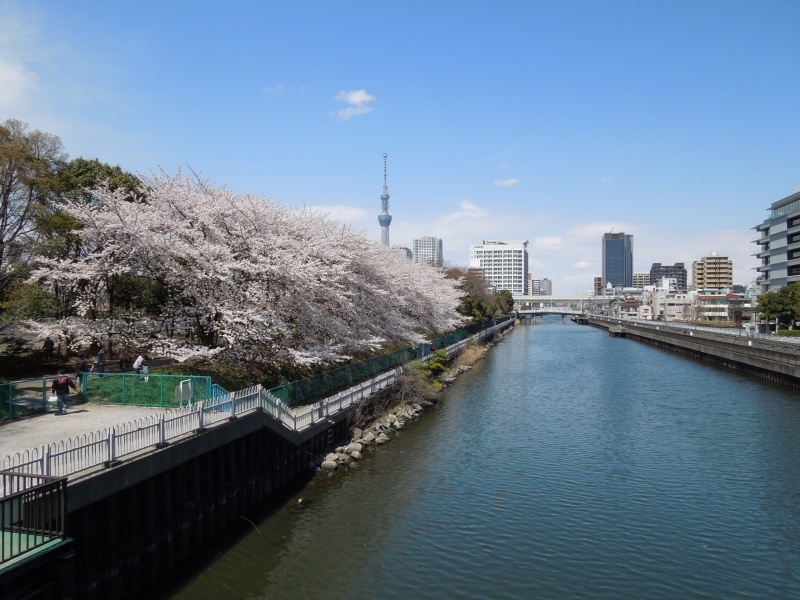 スカイツリー運河クルーズからの景色（春）